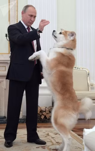 Ông Putin vui đùa cùng chú chó Yume trước khi trả lời báo chí Nhật Bản tại Điện Kremlin.