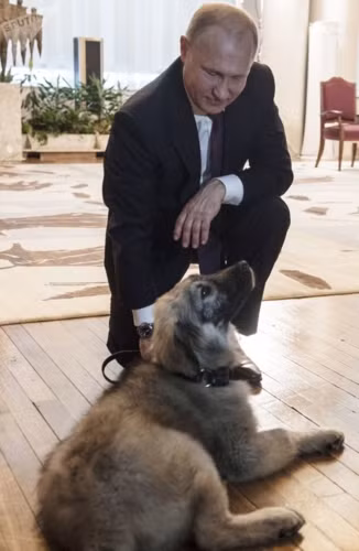 Ông Putin vui chơi cùng một chú chó chăn cừu Nam Tư. Đây là quà tặng của Tổng thống Serbia Alexander Vucic tháng 1/2019.