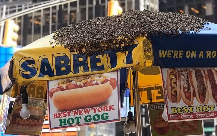 Xe bán hot dog tại góc phố Broadway and West 43rd bị đàn ong con 40.000 con vây kín.