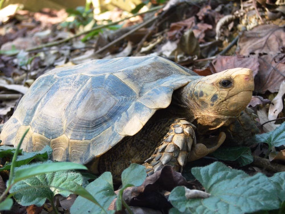 Trong khi đó, Danh lục Đỏ của Liên minh Bảo tồn thiên nhiên Quốc tế (IUCN) liệt kê 24 loài rùa cạn và rùa nước ngọt nằm trong danh sách các loài có nguy cơ tuyệt chủng ngoài tự nhiên. Trong số này có tới 15 loài rùa ở mức độ rất nguy cấp, 8 loài ở mức độ nguy cấp và 1 loài ở mức sắp nguy cấp.