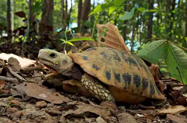 Rùa núi vàng (Indotestudo elongata) hay còn gọi rùa vàng. Đây là loài rùa quý hiếm với phần mai chủ yếu là màu vàng đặc trưng. Khi trưởng thành, cá thể rùa núi vàng nặng khoảng 3,5 kg, chiều dài cơ thể từ 30 - 30,5 cm.