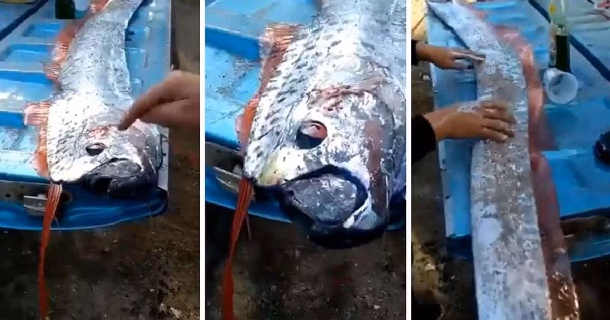 Theo đó, cá rồng biển bị thu hút tới vùng biển này để săn mồi rồi bị sóng đánh dạt vào bờ biển. Vì vậy, một số chuyên gia bác bỏ cá rồng biển có khả năng dự báo động đất.