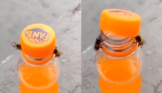 Video kho tin 2 chu ong hop suc mo chai nuoc ngot