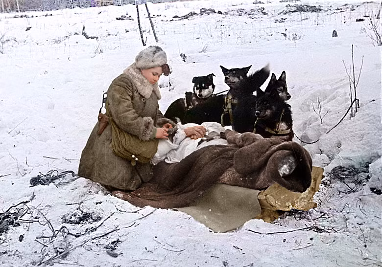 Khi phát xít Đức tấn công Liên Xô vào tháng 6/1941, bà Bashkirova (khi ấy đã kết hôn, có 2 con và đã 40 tuổi) xin gia chiến trường. Lần này, bà làm nhiệm vụ với ới vai trò y tá trưởng tại bệnh viện quân sự Murmansk.