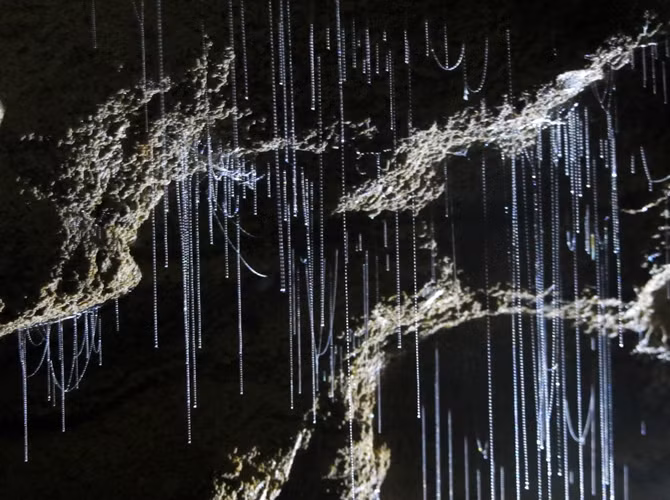6. Hang Waitomo Caves Glow-worm, New Zealand Hang động Waitomo ở New Zealand là nơi cư ngụ của loài giun phát sáng thu hút con mồi, tạo ra cảnh tượng đêm đầy sao trong hang động. Đây là một trong những điểm du lịch hút khách nhất thế giới.