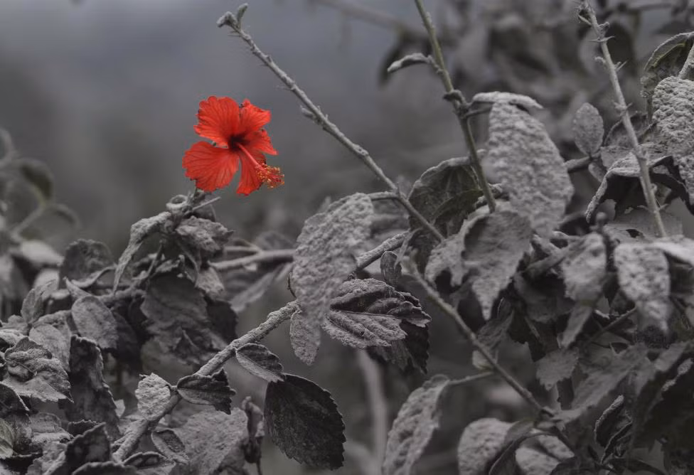 Nui lua Sinabung o Indonesia lai phun khoi bui-Hinh-7