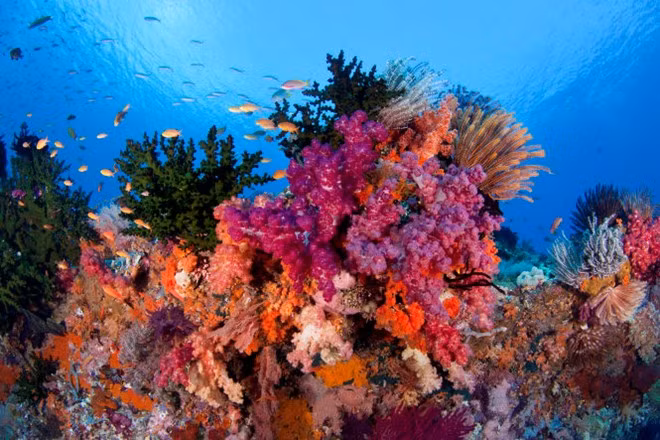 Do ít người ở và tình trạng du lịch đại chúng chưa mở rộng, Raja Ampat luôn mang lại cho du khách cảm giác họ là những người đầu tiên khám phá thiên đường này. Ảnh: Wordpress.