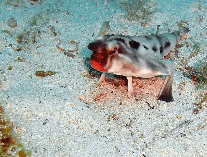 Cá dơi môi đỏ có tên khoa học là Ogcocephalus darwini. Chúng được tìm thấy ở vùng nước sâu quanh quần đảo Galapagos ở Thái Bình Dương và ngoài khơi bờ biển Peru.