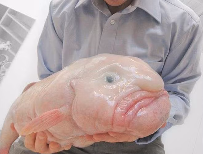 Cá giọt nước có danh pháp Psychrolutes marcidus, là loài cá biển sống sâu ở vùng nước ôn đới. Môi trường sống của chúng nằm ở biển sâu ngoài bờ biển lục địa Australia (vịnh Broken), New South Wales và Tasmania, cũng những một số vùng nước sâu ở New Zealand.