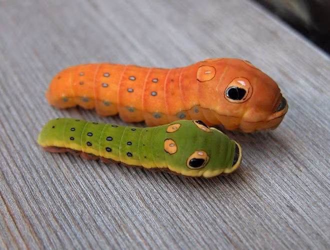 Loài sâu bướm đuôi nhạn Spicebush là một trong những loài côn trùng ngộ nghĩnh nhất thế giới, chúng phân bố chủ yếu ở vùng Đông Nam của khu vực Bắc Mỹ.