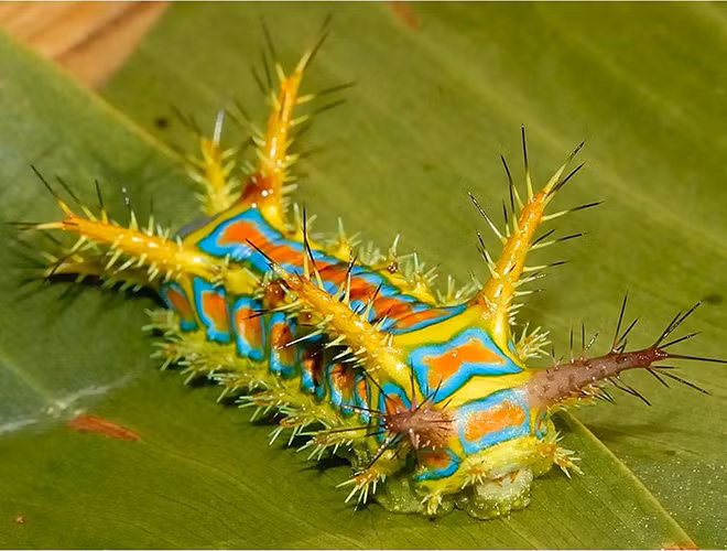 Calcarifera là loài có nhiều nốt sần xung quanh cơ thể. Chúng có các chân tiêu giảm và di chuyển bằng mặt bụng của cơ thể, tương tự như các loài sên. Đặc biệt, chúng còn được biết đến với nọc cắn rất đau.
