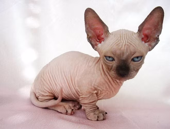 Khác với các giống mèo trên thị trường, Sphynx không hề có một chút lông tơ nào, lớp da toàn thân nhăn nheo, mặt quắt và có phần dữ tợn.