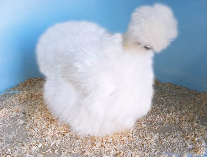 Hay như giống gà Silkie, gà lông xù cũng có ngoại hình vô cùng độc lạ.
