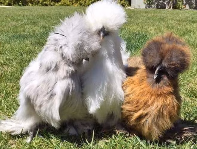 Gà Silkie có nguồn gốc từ Trung Quốc. Bộ lông xù của những chú gà phủ kín toàn thân, cả phần đầu, và có rất nhiều màu sắc khác nhau.