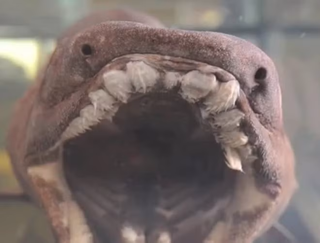 Cá nhám mang xếp (Frilled shark)là loài cá sống chủ yếu ở vùng biển sâu (trên 1.500 mét). Loài cá này có một số đặc điểm của loài cá mập "nguyên thủy".