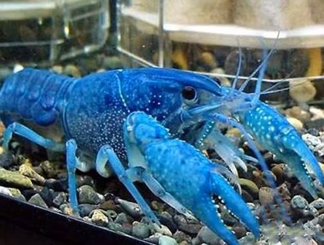 Một con vật khác sở hữu màu trên cơ thể khác lạ khiến không ít người phải ngạc nhiên khi nhìn thấy đó là tôm hùm xanh.