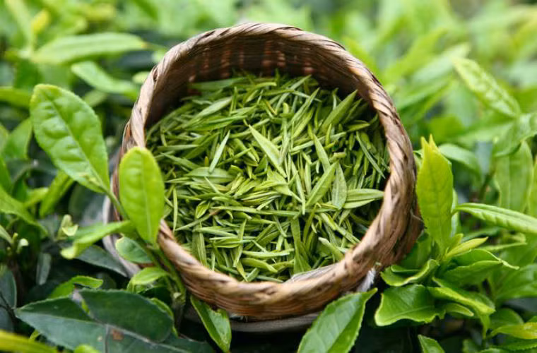  Vì hàm lượng caffeine trong trà xanh tương đối cao, kết hợp với rượu sẽ làm kích thích niêm mạc dạ dày, không những không thể đạt được mục đích giải rượu mà còn dẫn đến các tổn thương dạ dày, 