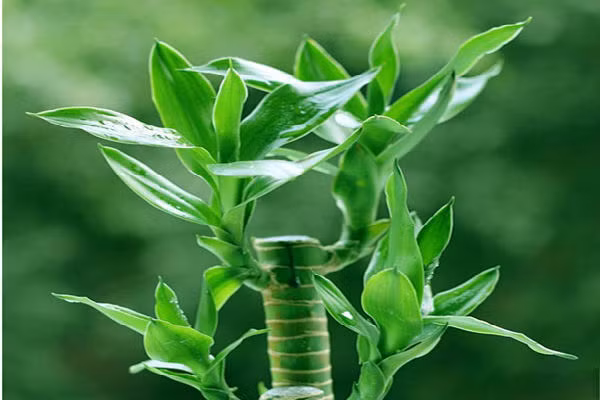 Tăng cường những vật may mắn trong nhà: Những vật may mắn thường tượng trưng cho sự tăng cường và nâng cao một tín hiệu may mắn nào đó. 