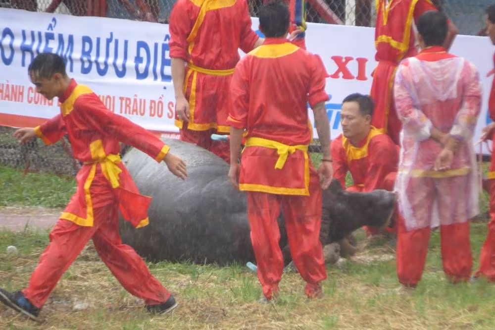 Một "ông" trâu gục ngã ngay tại sân đấu.