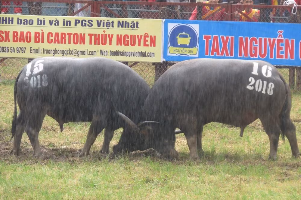Sáng 18/9, tại SVĐ trung tâm quận Đồ Sơn (TP Hải Phòng) đã diễn ra Lễ hội chọi trâu truyền thống Đồ Sơn 2018. Tham dự lễ hội năm nay có 16 “ông” trâu tranh tài ở 15 kháp đấu để chọn ra trâu vô địch.