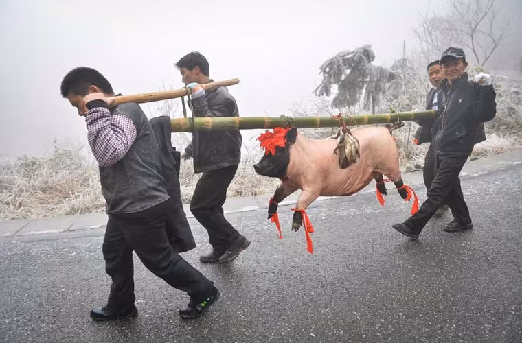 4 người đàn ông khiêng nguyên 1 con lợn về ăn Tết, dù mệt nhưng ai cũng phấn khởi.