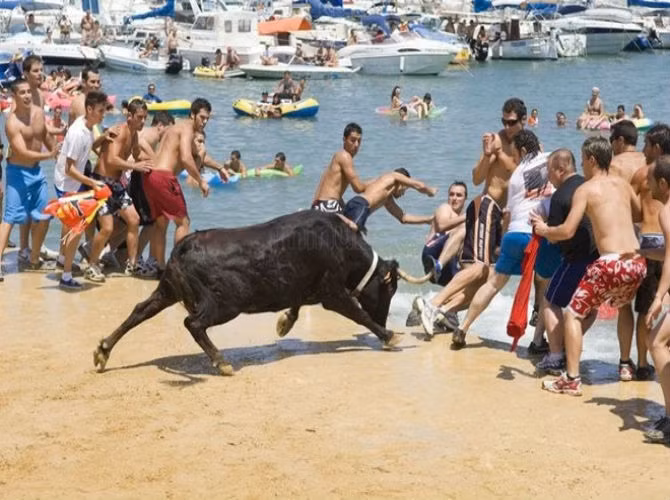 Thế nhưng, tại Denia, một thành phố ven biển thuộc tỉnh Alicante (cách Pamplona khoảng 600 km về phía nam), người dân tổ chức một tò mới hoàn toàn khác, đòi hỏi người tham gia phải bơi nhiều hơn chạy. Nó mang tên “Bous a la Mar”, lừa bò lao xuống biển.