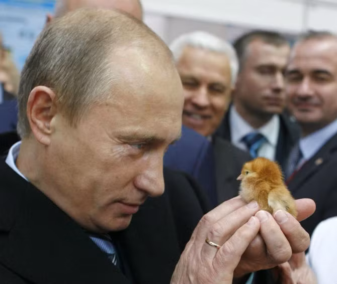 Tổng thống Nga Vladimir Putin tại một buổi triển lãm nông nghiệp ở Moscow, Nga, ngày 11/10/2008.
