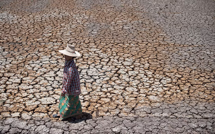 Người dân tỉnh Suphan Buri, Thái Lan chủ yếu làm nông nghiệp. Tuy nhiên, đợt hạn hán kỷ lục có khiến họ mất mùa do không có nước vào đồng ruộng. Trong ảnh, một người nông dân đi trên khu ruộng khô cằn, nứt nẻ ở huyện Bang Pla Ma, tỉnh Suphanburi.