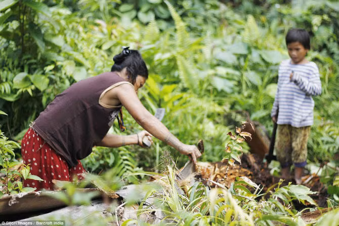 Một cậu bé cùng mẹ đang tìm sâu bướm để chế biến làm món ăn.