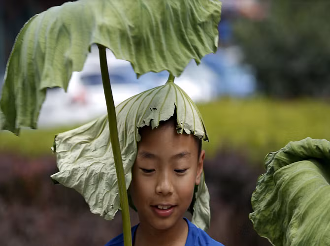Bé trai đội lá sen trên đầu để tránh nắng trong một ngày mùa hè nóng nực ở thủ đô Bắc Kinh, Trung Quốc, ngày 2/7/2015.