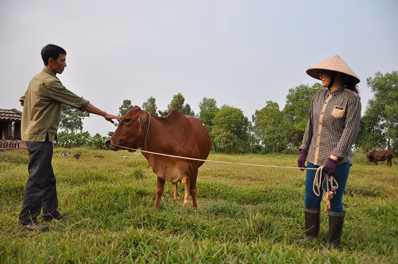 Hiện ông Miền đang có 26 trang trại vệ tinh nuôi bò giống và thịt tại các xã, huyện trong và ngoài tỉnh, phần lớn các hộ được ông chọn đều có xuất phát từ nghèo khó, đến nay qua nhiều năm nuôi cho ông đã vươn lên có thu nhập khá trở lên. (ông Miền đang kiểm tra sức khỏe cho bò tại trang trại vệ tinh Đồng Thị Quyên ở thị trấn Yên Thịnh, Ninh Bình).