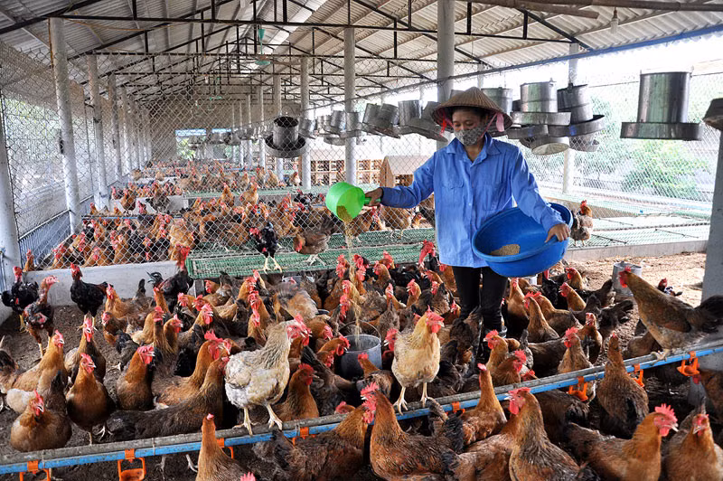 Khu nuôi chung được thiết kế hợp lý để tiện chăm sóc cũng như thu hoạch trứng.