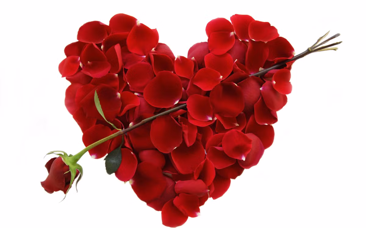 Theo ước tính, vào ngày lễ Valentine, 224 triệu bông hoa hồng được sử dụng.