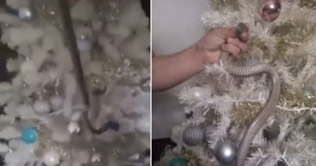 Choang: Dung ran kich doc trang tri quanh cay thong Noel