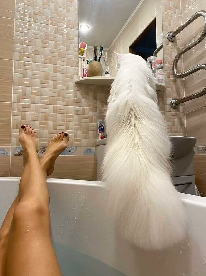 Nữ chủ nhân chia sẻ rằng họ mua Kefir vì thích bộ lông trắng muốt và mượt mà của nó.