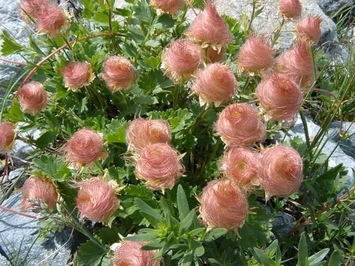 Mê mẩn vẻ đẹp tinh khiết của loài hoa khói thảo nguyên - Hình 4 Me man ve dep tinh khiet cua loai hoa khoi thao nguyen-Hinh-4