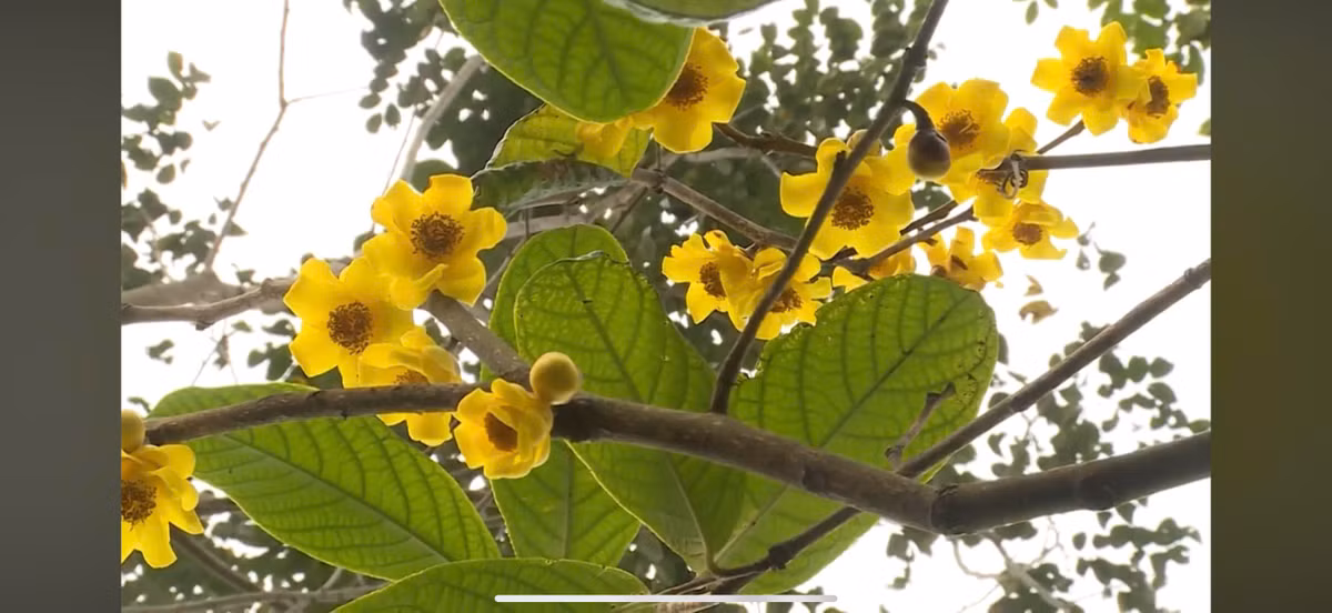 PGS Tran Ninh: Khai mo bi an ve reu, hoi sinh tra hoa vang-Hinh-4