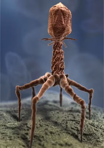 Đây là hình ảnh của một virus được nhìn dưới kính hiển vi.