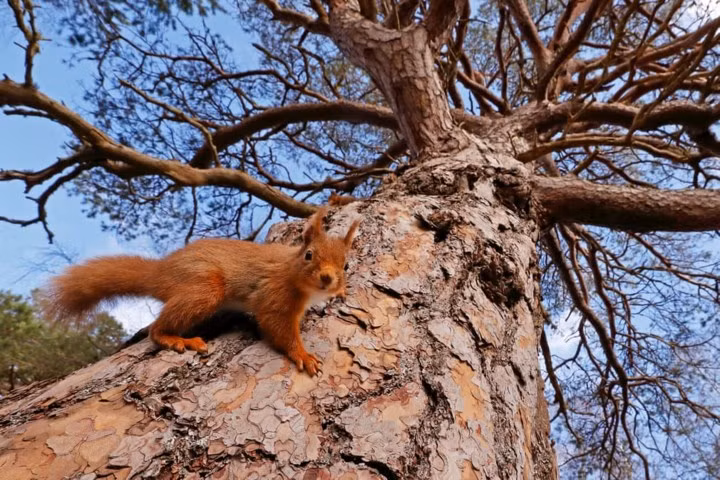 Chú sóc đỏ bám trên thân cây.