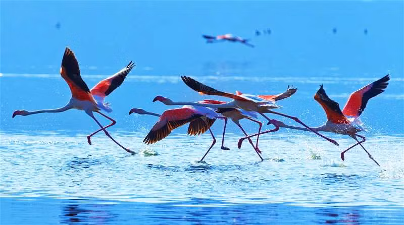 (Ảnh: Ivan Mateev / Shutterstock) Những chú chim hồng hạc bắt đầu di cư quanh các hồ ở Kenya vào tháng 8 hằng năm. Hồng hạc là loài chim lội nước, sống chủ yếu ở tây và đông bán cầu. Thời gian này, hồng hạc đang bắt đầu di cư đến hồ Bogoria ở thung lũng Rift. Hằng năm, loài chim tuyệt sắc này di chuyển qua lại giữa các hồ: Nakuru, hồ Naivasha và hồ Bogoria để tìm thức ăn. Trong số đó, hồ Nakuru được mệnh danh là "thiên đường hồng hạc", bởi nguồn tảo phong phú và đa dạng rất hấp dẫn loài chim này.