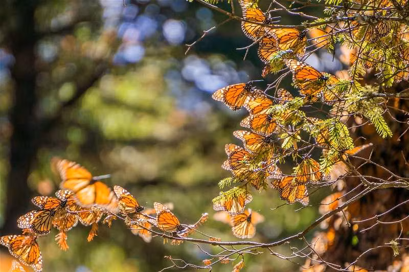 (Ảnh: JHVEPhoto / Shutterstock) Vào khoảng thời gian cuối tháng 10 hằng năm, những con bướm vua đen và vàng (bướm Mornard) lại bắt đầu chuyến di cư của mình từ vùng đất phía nam Canada và miền đông nước Mỹ đến tập trung số lượng lớn trên một ngọn núi ở phía tây thành phố Mexico. Chúng đậu kín trên những cây thông hoặc bất kỳ tán cây nào khác… để trú ẩn vào mùa đông. Để được tận mắt chứng kiến hiện tượng vô cùng kỳ thú này, du khách có thể đến từ tháng 1 đến 3 hằng năm, khi đó, số lượng bướm ở đây phải hàng triệu con.