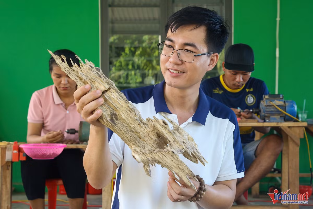 Kỹ sư về quê tìm 'vàng' trong thân cây, thu nửa tỷ mỗi tháng Ky su ve que tim 'vang' trong than cay, thu nua ty moi thang