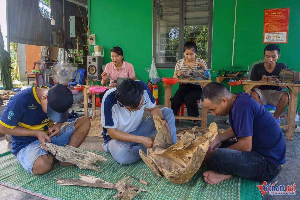 Kỹ sư về quê tìm 'vàng' trong thân cây, thu nửa tỷ mỗi tháng - Hình 3 Ky su ve que tim 'vang' trong than cay, thu nua ty moi thang-Hinh-3