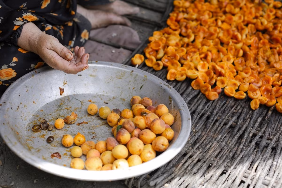 Đặc biệt, họ tiêu thụ rất nhiều quả mơ. Đây có thể coi là thực phẩm chính của người Hunza.