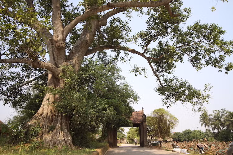 Những địa điểm du Xuân Tết Bính Thân 'gần mà chất' Nhung dia diem du Xuan Tet Binh Than