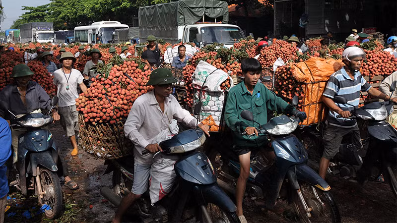 Đến vụ thu hoạch, những con đường tại thị trấn Chũ nhuộm một màu đỏ của vải thiều.
