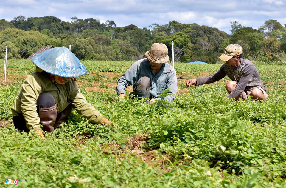 Từ một người buôn bán nhỏ cây dược liệu, năm 2000, vợ chồng ông Đại (ngụ Nghệ An) vào tỉnh Kon Tum lập nghiệp. Gom góp vốn liếng, mượn thêm từ bạn bè, năm 2013, ông đến vùng đất Măng Đen mua 7 ha đất rẫy phát dọn trồng cây sâm dây và đương quy.