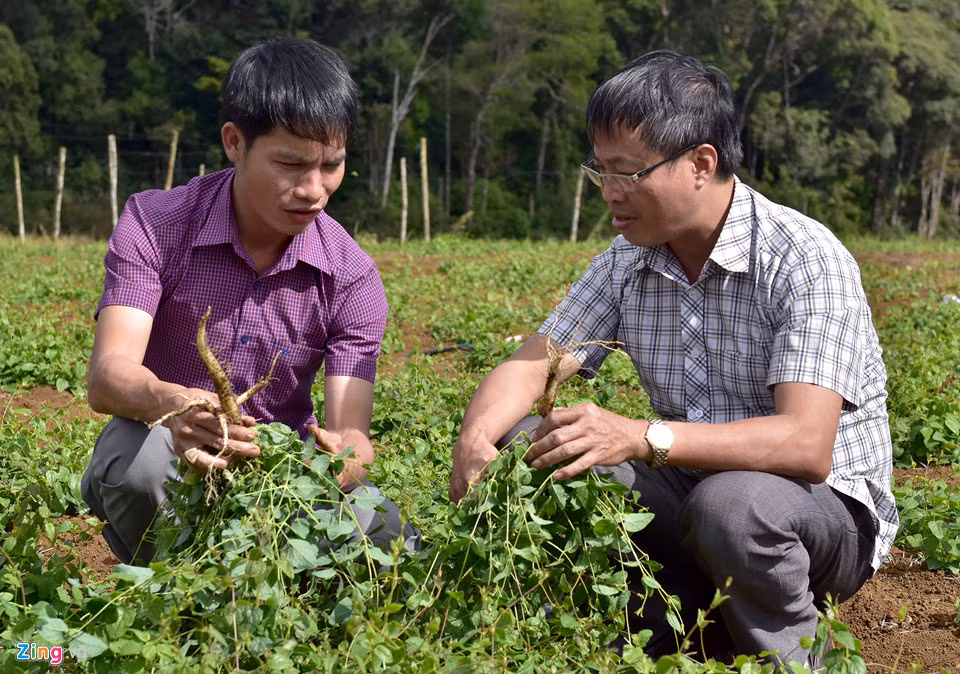 Ông mua củ sâm dây tự nhiên của đồng bào dân tộc Kadong, Mơ Nông (Kon Tum) đào được trong rừng mang về nhân giống.