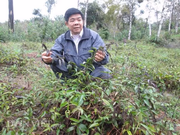 Năm 2012, ông Tiềm đã đầu tư tiền tỷ vào trồng ba kích tím.