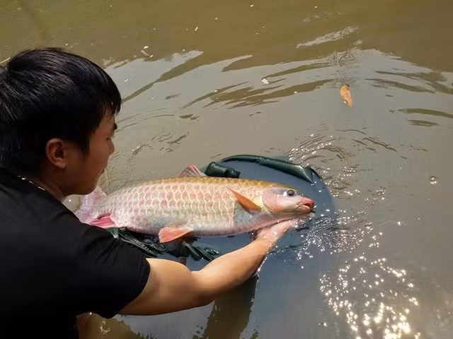 Cá bỗng được mệnh danh là loài "cá vua", phân bố chủ yếu ở vùng Tây Bắc. Ảnh: Ca Bong.